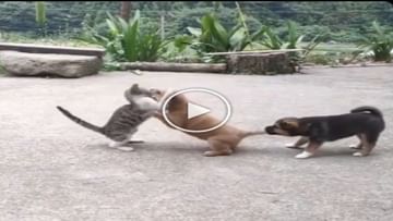 Photo of A fierce fight took place between the dog and the cat, the companion pulled the tail of the puppy for rescue..watch the video