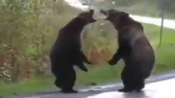 Photo of A tremendous fight took place between two bears on the road, the video surprised people!