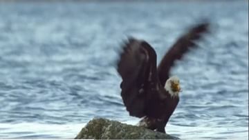 Photo of After touching death in the middle of the sea, the eagle returned from the tuck, people said – this is the real juggler