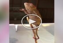 Photo of Chameleon was seen doing strange things, people laughed after watching the video