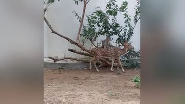 Photo of Clever Monkey’s Grandfather!  Sitting on the back of a deer, ride like this, see VIDEO