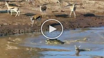 Photo of Deer fell prey to dangerous crocodiles while crossing the river, watch video