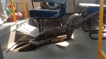 Giant python entered the school bus, sweating it out;  WATCH VIDEO
