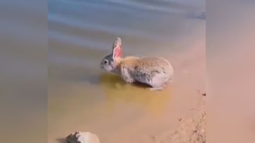 Photo of Have you ever seen a rabbit swimming in a river?  The public was stunned to see the video