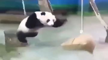 Photo of Have you ever seen such fun of panda?  See in the video how to enjoy the swing