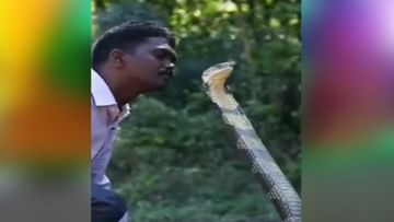 Photo of King Cobra was sitting spreading his hood, the person kissed;  You will tremble watching the video!