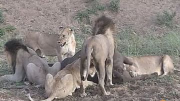 Lions and lionesses clashed with each other except hunting, then what happened...Watch VIDEO