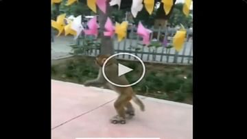 Monkey showed amazing acrobatics by skating on the road, skates like a professional