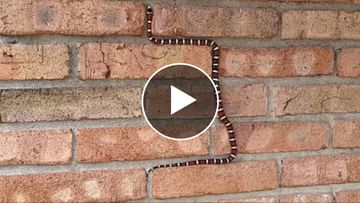 Photo of Some such snake climbed on the wall, people watching the video said – Oh wonderful!  Perfect Snake Game