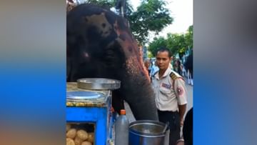 Photo of The elephant was seen eating golgappas on the handcart like this, seeing the VIDEO, the public said – So cute!