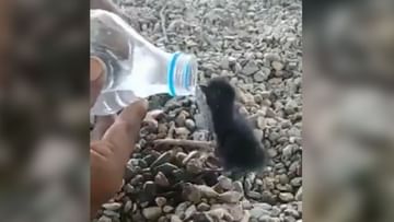 Photo of The little penguin was suffering from thirst, the person won his heart by drinking water with his hands- VIDEO