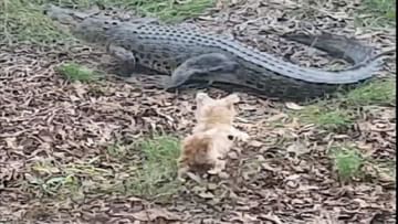 Photo of The little puppy made the crocodile come out of the water tight, the hunter had to leave the field in a few seconds
