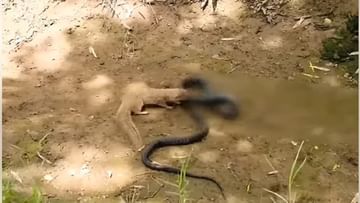 Photo of The mongoose brutally killed the king cobra, the hunter did not show any mercy for a moment