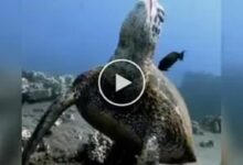 Photo of Turtle showing fun taking power nap in water, watching the video will make your day