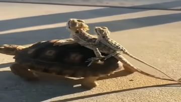 Photo of Turtle took a walk with lizards on his back, people said – ‘This is true friendship…’