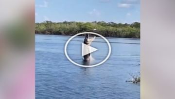 Photo of VIDEO: Crocodile mistaking drone as prey, jumped from underwater to catch