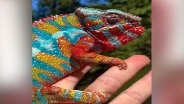 Photo of VIDEO: Have you ever seen such a colorful chameleon?  People said – who can be a better painter than God