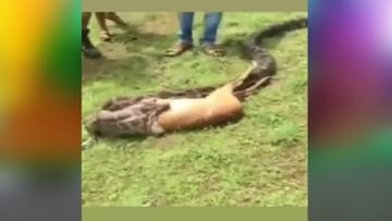 Photo of VIDEO: The python swallowed the deer in a moment, people standing in front kept watching