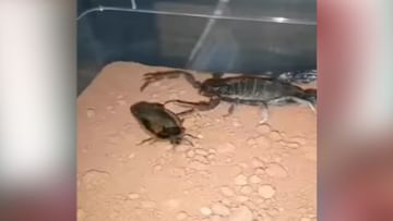 Photo of VIDEO: The scorpion hunted down the cockroach, in a moment, it took off!