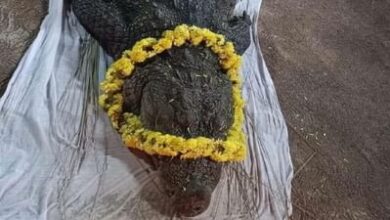Photo of Vegetarian crocodile ‘Babia’ is no more, was guarding the temple by eating prasad for 70 years