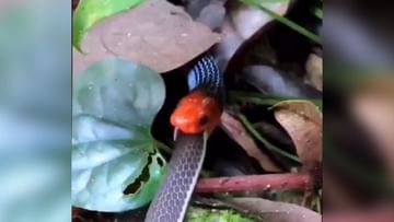 Photo of When hungry, the snake swallowed the snake alive, people got goosebumps after seeing VIDEO