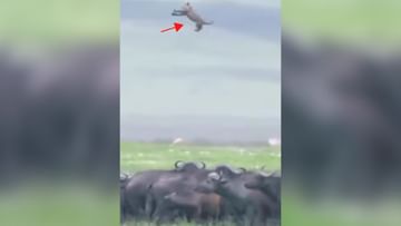 Photo of Wild buffaloes gave a dreadful death to the little lion, the soul will tremble after seeing the VIDEO!