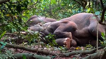 Photo of A herd of elephants became intoxicated with alcohol, such an intoxication rose from the drums of the drums