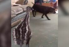 Photo of Baby Emu met Dogi for the first time, then gave such a funny reaction;  video viral