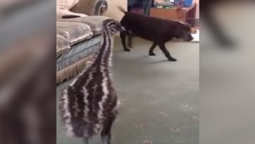 Photo of Baby Emu met Dogi for the first time, then gave such a funny reaction;  video viral