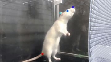 Photo of Mice also dance on the beat of music, if you do not believe then watch VIDEO