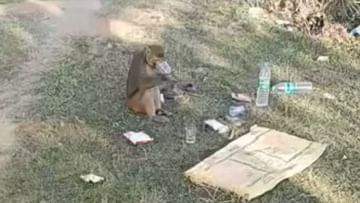 Photo of Monkey enjoyed tasting alcohol in the open field, VIDEO blew people’s senses