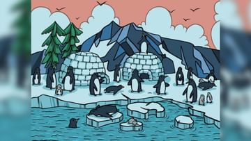 Photo of Optical Illusion: The sea lion is hidden among the penguins, it will be difficult to find it