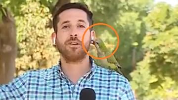 Parrot did 'play' during live reporting, stole earphones from reporter's ear and blew it away;  video viral