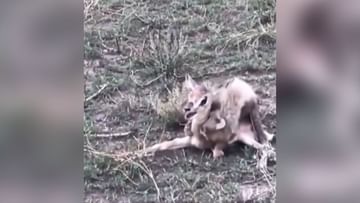 Photo of SHOCKING!  Little cheetah attacks deer baby, watch shocking video