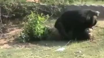 The bear badly scratched the bike rider's face, you will be shocked to see the video