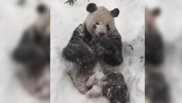 The bear was seen having fun like a child in the snow, caught the attention of a person in such a cute way
