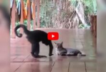 Photo of The monkey hugged the cat lovingly, kissed its forehead;  Seeing the video, people said – So Cute!