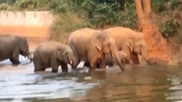 Photo of The whole family of the elephant was seen taking a bath in the reservoir, watching the video will make your day
