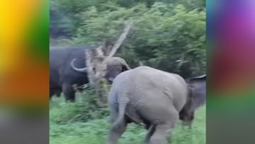 Photo of The wild buffalo made the little elephant’s air tight, then what happened… the animal ran by pressing the tail