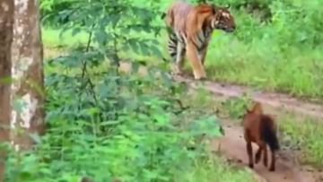 The wild dog had gone to hunt the tiger, watching the video, people said - courage should be admired