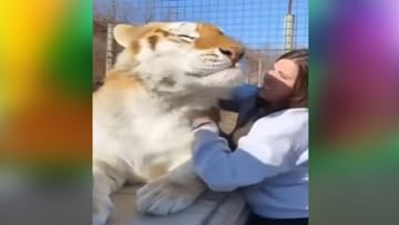 VIDEO: A woman was seen lovingly caressing a dangerous tiger, people said - Awe so sweet