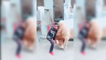 VIDEO: In the process of making a reel, the bull gave such a blow, the ghost of fake 'Bhallaldev' descended in two seconds