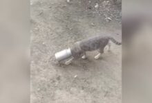 Photo of VIDEO: The cat was in bad condition due to stealing milk, people said – got the punishment for theft