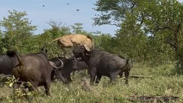 Wild buffalo wreaked havoc on Babbar lion, killed him;  watch video