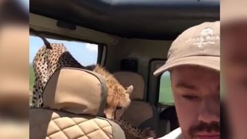 Photo of A cheetah jumped into a man’s car, see what happened in the video
