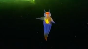Photo of A strange bright creature was seen floating in the sea, people were also stunned after watching the video