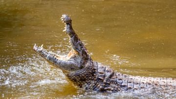 Photo of Crocodile eats 1-year-old son in front of father, hair-raising video goes viral