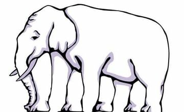 Photo of Optical Illusion: How many legs of the elephant did you see?  picture will blow your mind