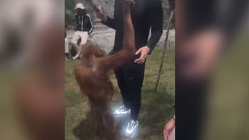 Photo of Orangutan bullying!  Jacket snatched from the man and style killed by wearing it-VIDEO