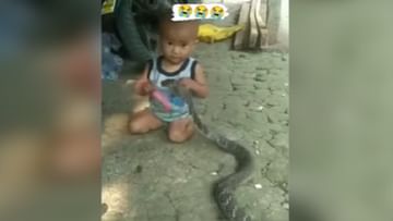 Photo of Poisonous snake scared of a child!  As soon as he was caught, he ran away;  If you don’t believe then watch-VIDEO